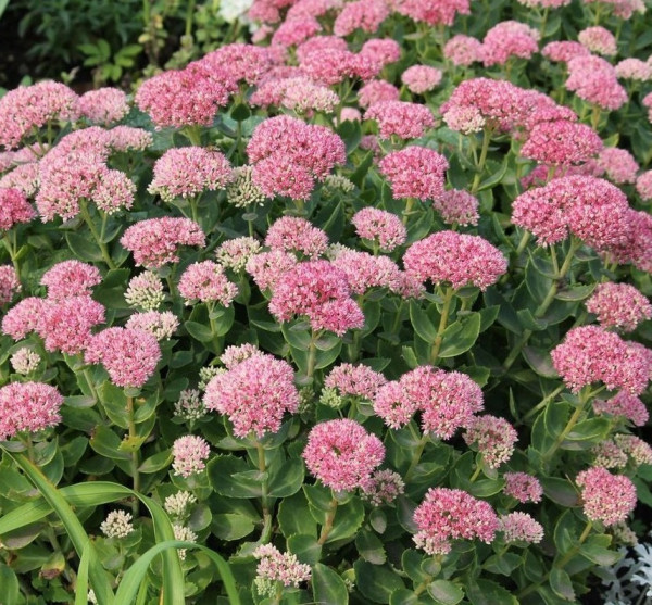 Sjajni sedum