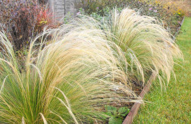 Ukrasna trava 'Ponytails'