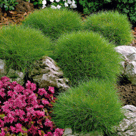 Medvjeđa vlasulja (3)