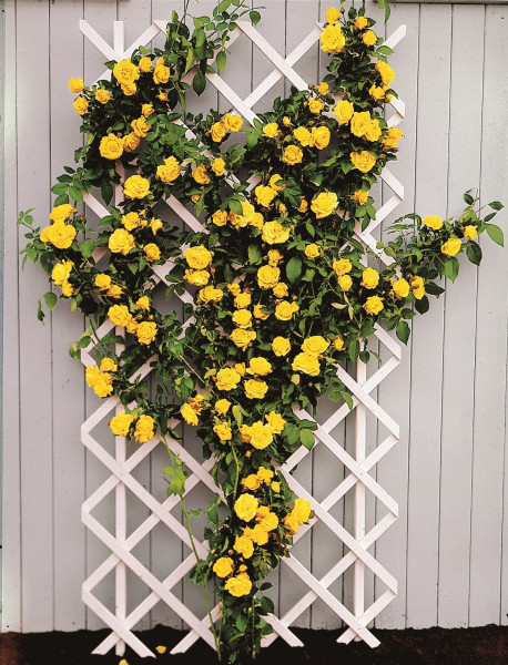 Royal Gold žuta ruža penjačica