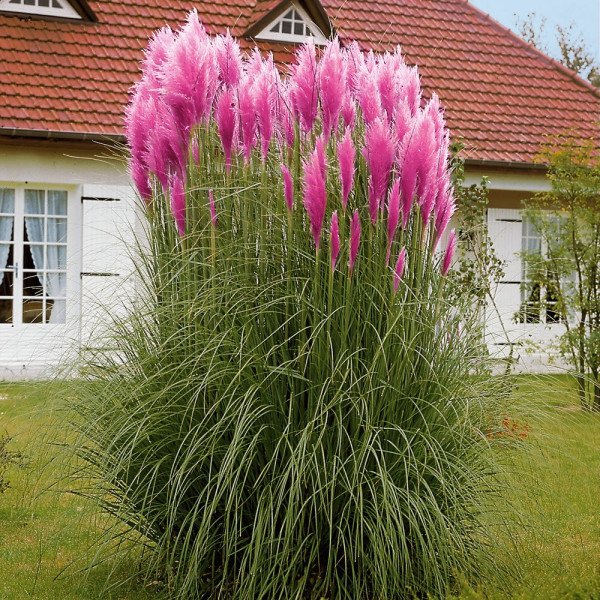 Pampas, roza