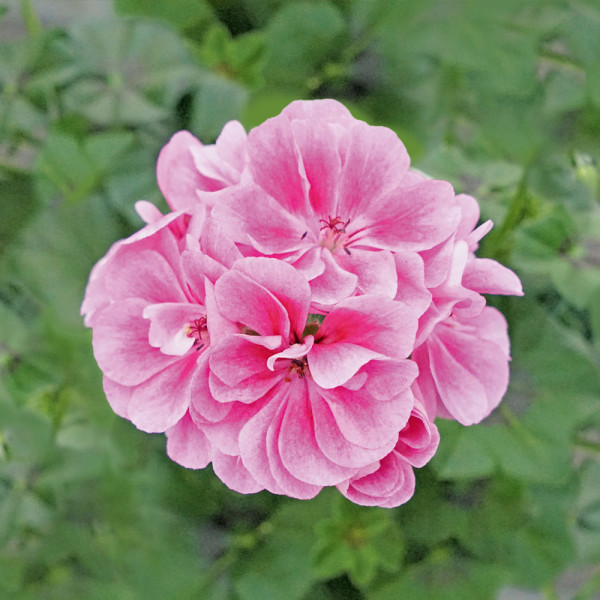 Royal Frosty Pink poluviseća pelargonija