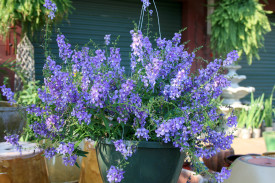 Angelonia Serena Blue
