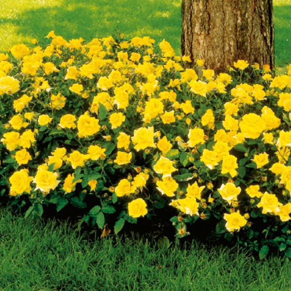 Zlatnožuta park ruža, u kontejneru