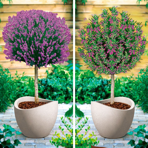 Lavanda i ružmarin na stablu