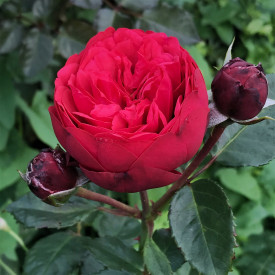 Crvena ruža čajevka Piano u kontejneru