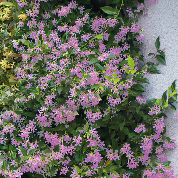 Zvjezdasti jasmin Toscana Pink