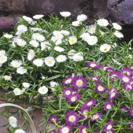 Dealosperma White Wonder