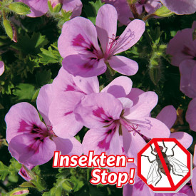 Mirišljava poluviseća pelargonija Pink Limona (3)