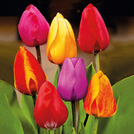 Mix boja tulipana Darwin (15)