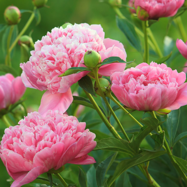 Božur Sara Bernhardt