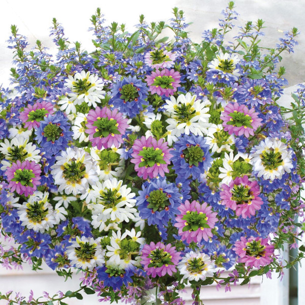Set od 9 Scaevola (cvijet lepeza)