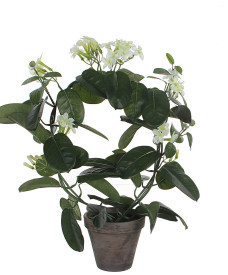 Madagaskarski jasmin