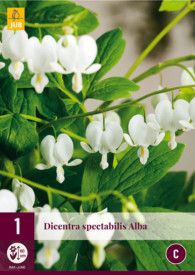 Srcolika dicentra bijela