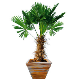 Japanska palma