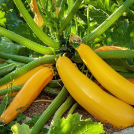 Žuta tikvica ‘Culinari-Gold’