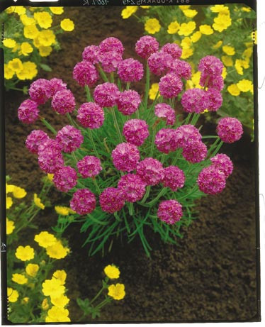 Ukrasni travni karanfil 3