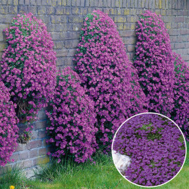 Ljubičasti jastučac