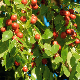 Žižula ili kineska datulja
