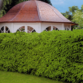 Živica od smreke (u kontejneru)