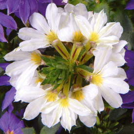 Cvijet lepeza - Top pot White (4)