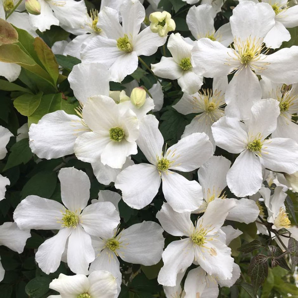 Planinski klematis ‘Grandiflora’ – bijeli