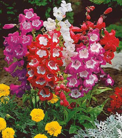 Penstemon, u većoj posudi