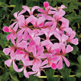 9 kom Stellana ružičasta viseća pelargonija + Florimo gnojivo za pelargonije