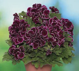 Aristo Black Beauty pelargonija