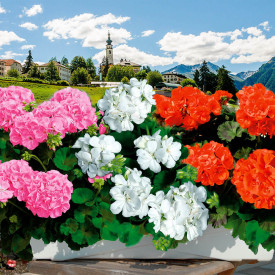 Kompozicija pelargonija Sunrise® (9)