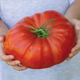 Divovska rajčica Gigantomo (2)