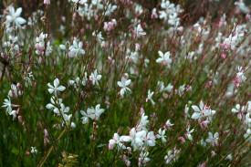 Gaura, bijela, velika posuda