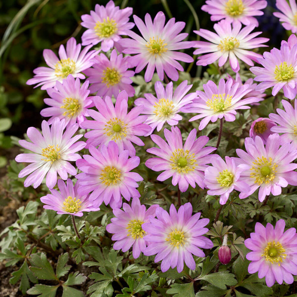 Anemona Pink Star (10)