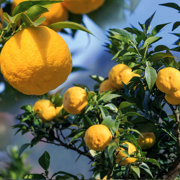 Yuzu limun