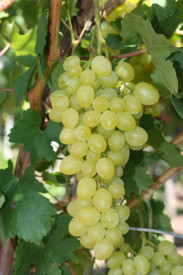 Stolno grožđe bez sjemenki Kraljica od Sabe