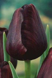 Tulipan Noćna kraljica (7)