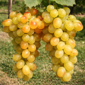 Stolno grožđe Helikon 