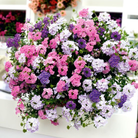 Verbena miks boja 3 kom