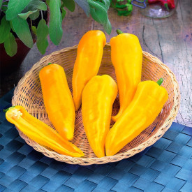 Paprika Midi Yellow (1)