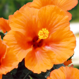 Hibiskus na stablu, narančasti