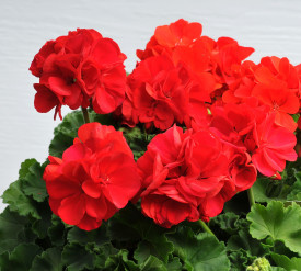 Uspravna pelargonija Feuerball (3)