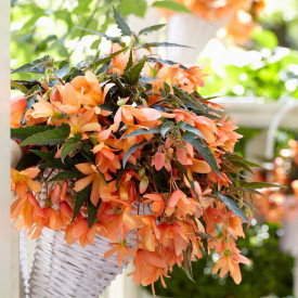 Begonija Beauvilia℗ Salmon℗ (3)