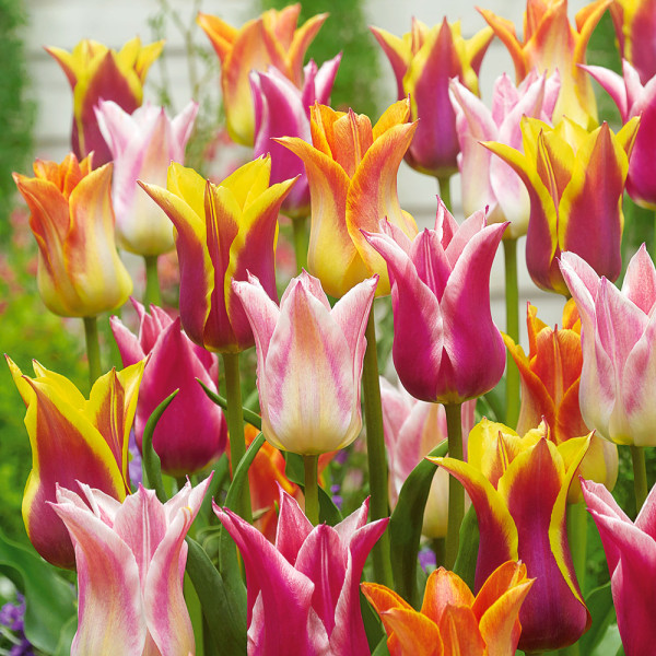 Tulipan Ljiljan (20)