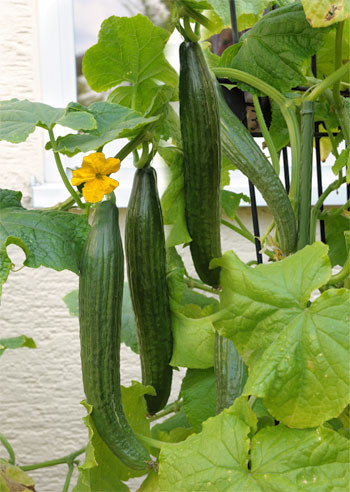 Dugi krastavac ‘Long Star 1’