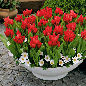 Tulipan Praestans (20)