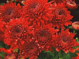 Kasna krizantema Feuerzauber