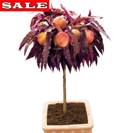 Crimson – crvenolisna patuljasta breskva