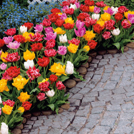 Rani tulipan sa duplim cvjetom (15)