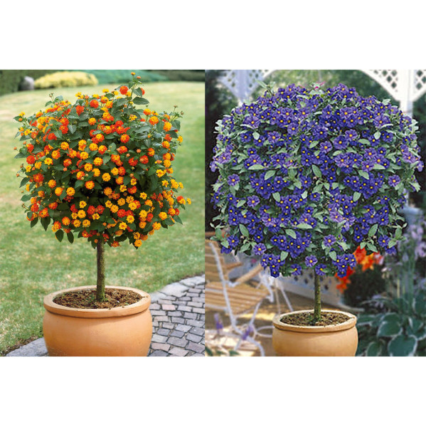 Lantana i Solanum rantonetti plavi