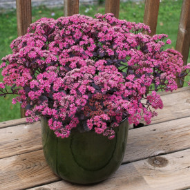 Tustika "Dazzleberry"